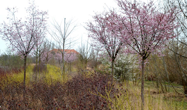 colored streaks of red and yellow shrubs in a flowerbed mulch bark. above it grow flowering ornamental cherries. Very spring color combination in the greenery of the industrial park, accolade colored streaks of red and yellow shrubs in a flowerbed mulch bark. above it grow flowering ornamental cherries. Very spring color combination in the greenery of the industrial park, serrulata, alba, cornus, sanguinea, prunus, flaviramea pink flowering dogwood stock pictures, royalty-free photos & images