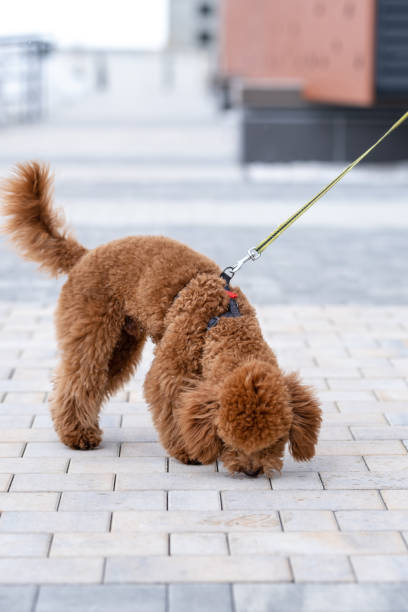 Beautiful little brown poodle dog in a harness.