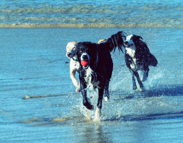 Dogs play with a ball in water