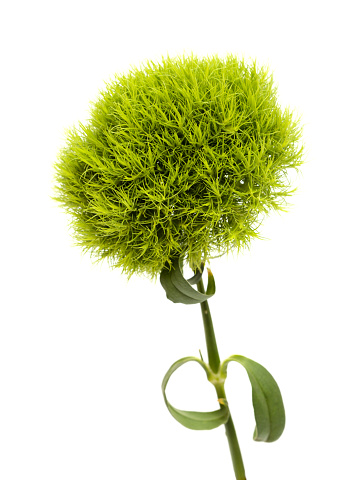 Unusual green carnation flowers in a shape of green fuzzy ball, Dianthus barbatus  isolated on white background