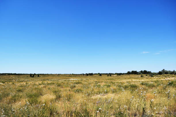 istock blooming steppe in sunny weather 1389488239