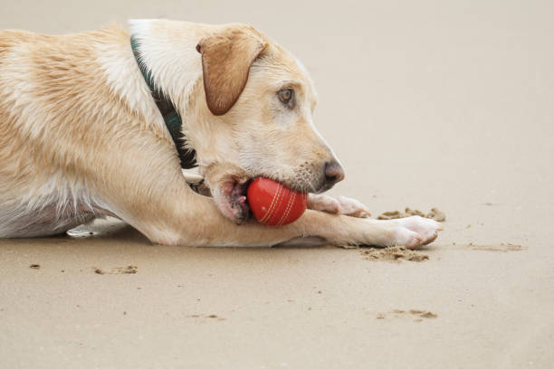 Dog holds a red ball in its mouth on the beach