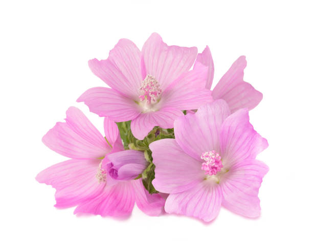 Greater musk mallow flowers Greater musk mallow flowers isolated  on white background malva stock pictures, royalty-free photos & images