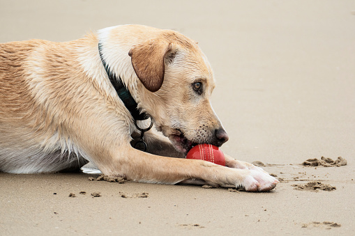 Dog holds a red ball in its mouth on the beach