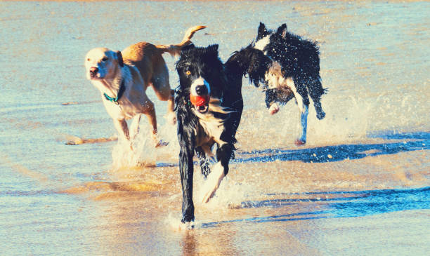 Dogs play with a ball in water