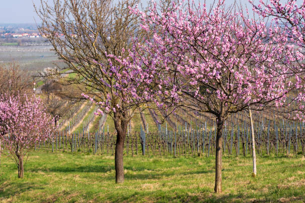 istock Almond blossom in the Palatinate/Germany 1389488530