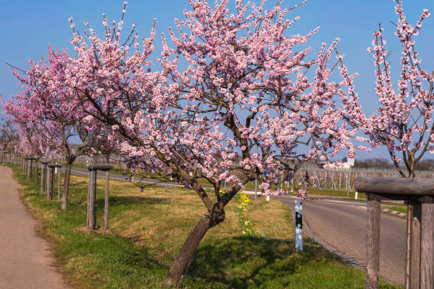 istock Almond blossom in the Palatinate/Germany 1389488547