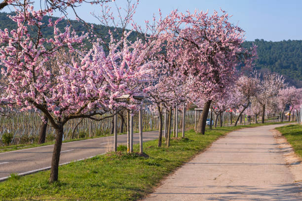 istock Almond blossom in the Palatinate/Germany 1389488548