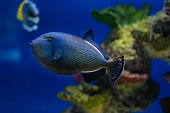 Blue ocean fish surgeon in a marine aquarium.