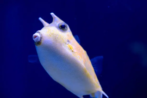 Photo of Sea fish cow in the aquarium on a blue background.