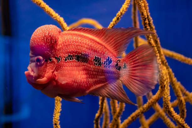 Sea red fish with a large forehead in an aquarium on a blue background. Sea red fish with a large forehead in an aquarium on a blue background. parrot fish stock pictures, royalty-free photos & images