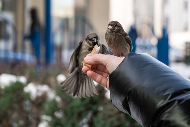 Sparrows take food from a man's hand. Caring for, feeding the birds.