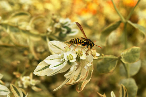 istock a wasp crawls on a plant 1389491985