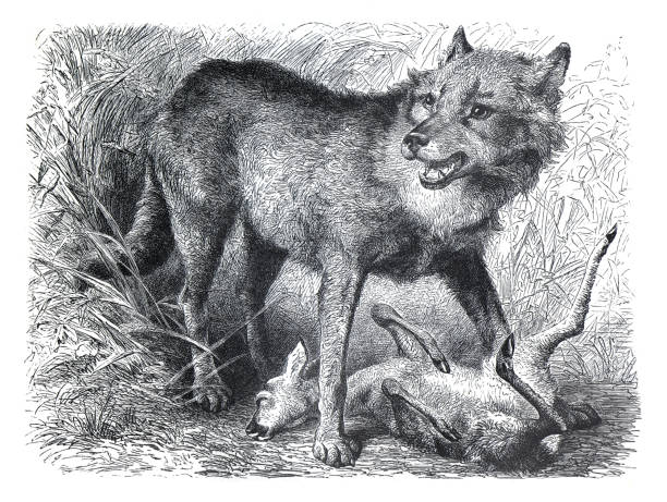 Vintage Wolf collection. Grey wolf (Canis lupus) wild animal. hand drawn engraved illustration of  Wolf animals. retro style. vintage winter poster.