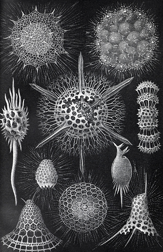 Radiolaria  collection.  like rhizosphaera leptomita or ovodimare actinnomma drymodes. hand drawn engraved Radiolarian illustration.