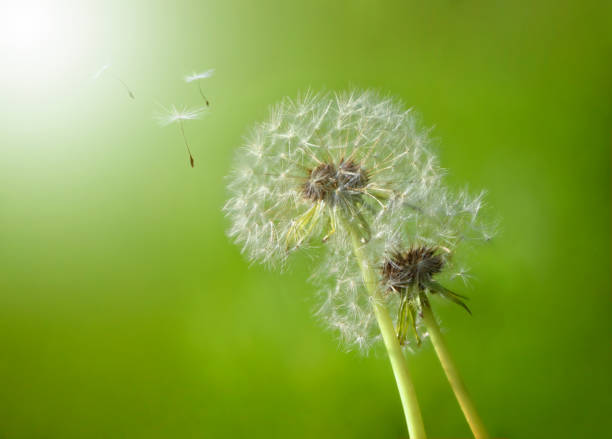 istock seeds and dandelion on green background in sunlight 1389493877