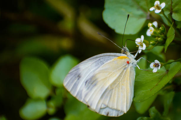 istock Beautiful white butterfly on flower 1389495240