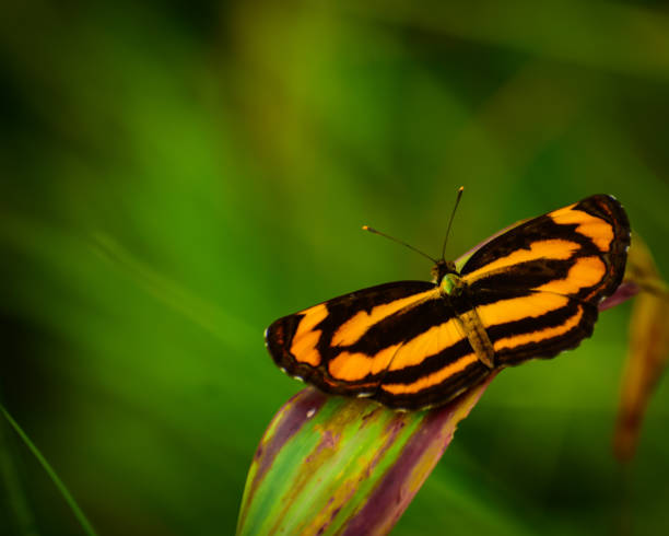 istock Wonderful yellow butterfly on green leaf 1389496096