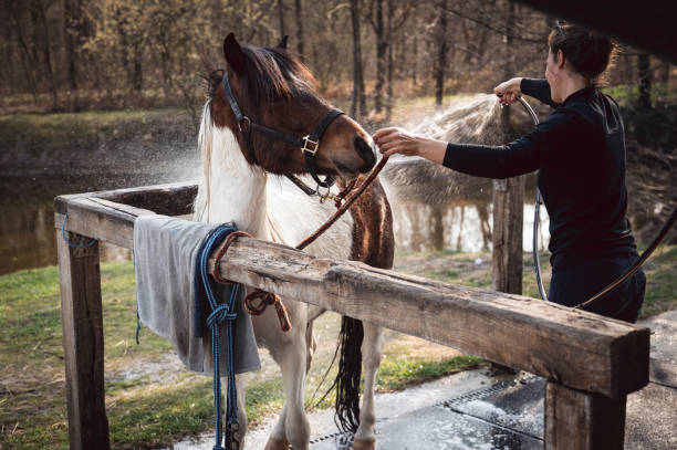 mulher lavando pônei em rancho - halter horse animal adult - fotografias e filmes do acervo
