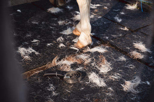 Herramienta de desprendimiento de caballos, cambio de pelaje de invierno en primavera photo