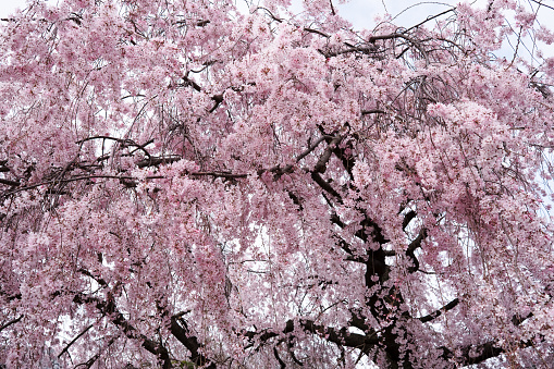 A weeping cherry tree in full bloom.