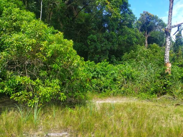 istock Mangrove habitat in the restinga forest by Itaguare beach 1389497393