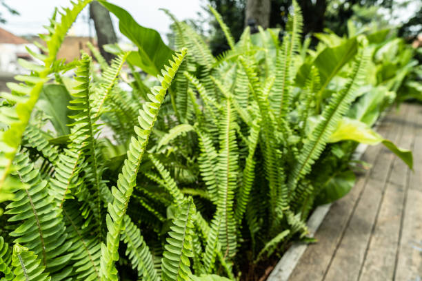 istock green plant in pot 1389497413