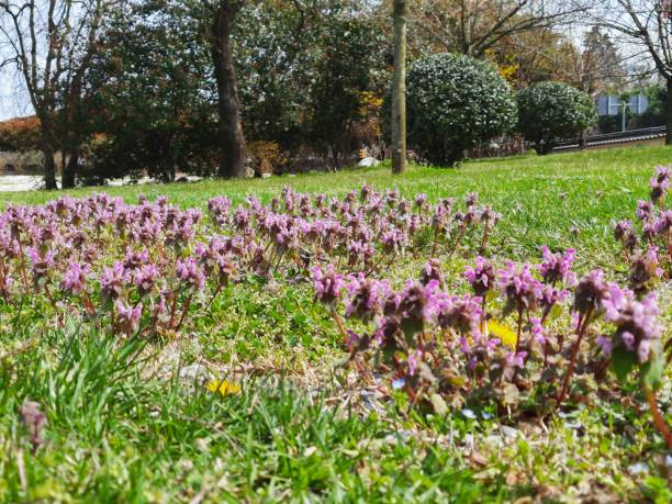 istock A view of flowers 1389497526