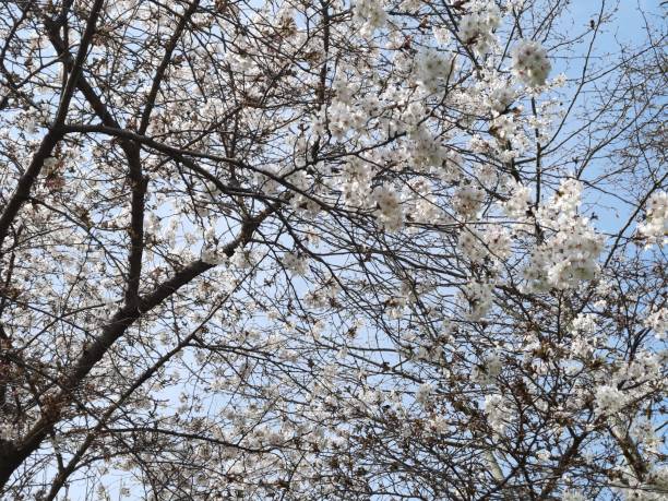 istock A view of white flowers 1389497565