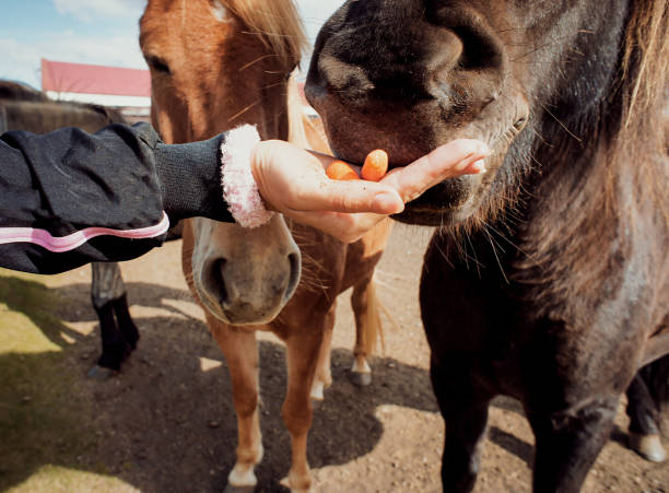 istock Icelandic horses eating carrots from woman's hand 1389498672