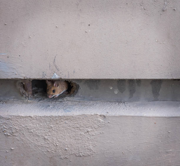 a small mouse in a hole in the wall a small mouse in a hole in the wall of the house rodent stock pictures, royalty-free photos & images