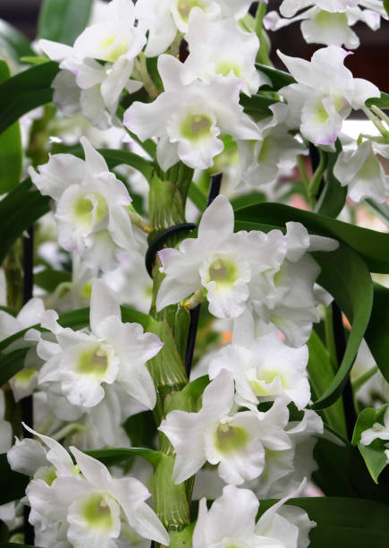 White flowers of the Dendrobium Nobile orchid White flowers of the Dendrobium Nobile orchid, macro photography, selective focus, horizontal orientation dendrobium orchid stock pictures, royalty-free photos & images