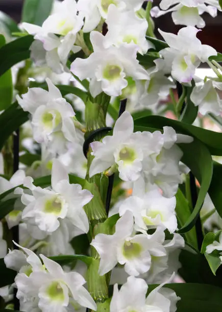 White flowers of the Dendrobium Nobile orchid, macro photography, selective focus, horizontal orientation