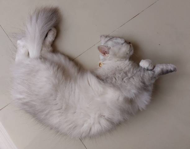 istock cute cat lying on the floor 1389500158