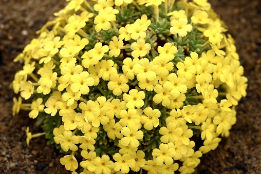 A mound of the yellow flowers of Dionysia Bevere.