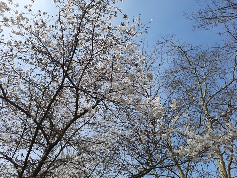 World Trade Center and blooming trees