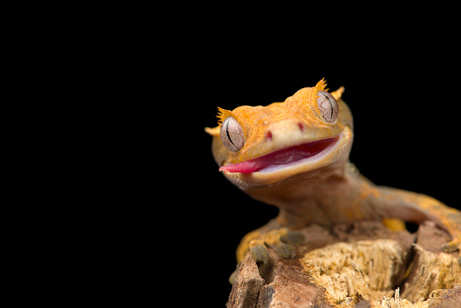 El gecko crestado сute aislado sobre fondo negro photo
