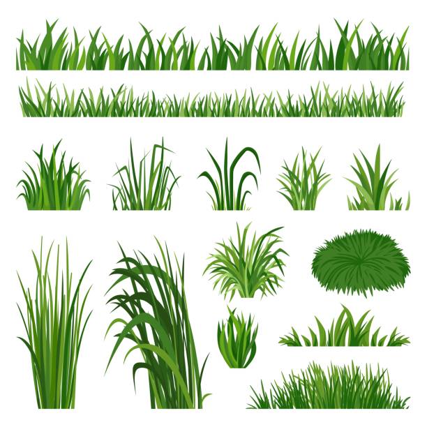 illustrazioni stock, clip art, cartoni animati e icone di tendenza di collezione di erba verde. bordo del prato del cortile, erba naturale a base di erbe. elementi della flora primaverile estiva. pianta di sagoma del campo, vegetazione isolata set vettoriale neoterico - grass area