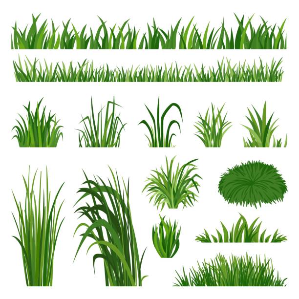 stockillustraties, clipart, cartoons en iconen met green grass collection. yard lawn border, herbal natural turf. summer spring flora elements. field silhouette plant, isolated vegetation neoteric vector set - gras