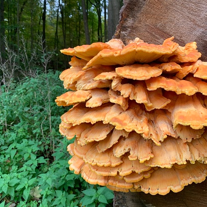 Brightly colored cluster of orange edible chicken of the woods mushroom in late summer. This is a delicacy to some and the texture is similar to chicken when cooked, hence the Name Chicken of The Woods. It need to be thoroughly cooked