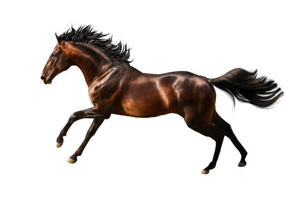 istock Brown horse run isolated on white background 1389504195