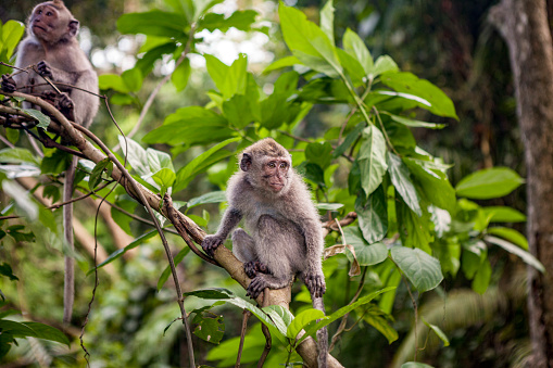 Couple of monkey macaque on tree branch,  Ubud forest, Bali, Indonesia