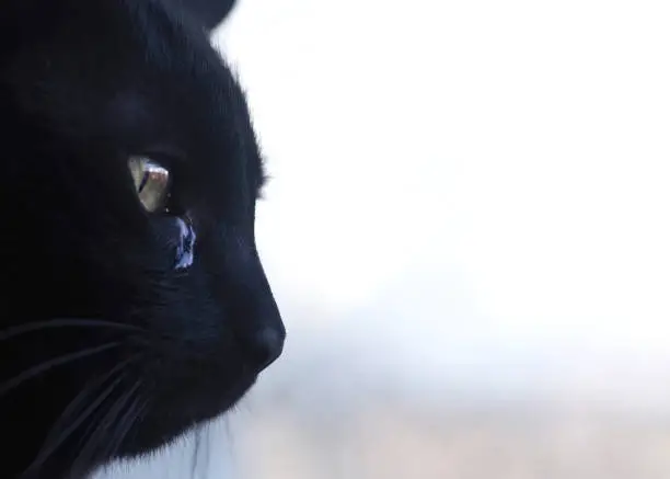 Photo of Tears in the eyes of a black cat.