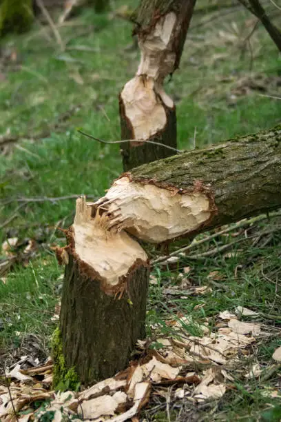A tree chew down by beavers in the national park de Biesbosch in the Netherlands