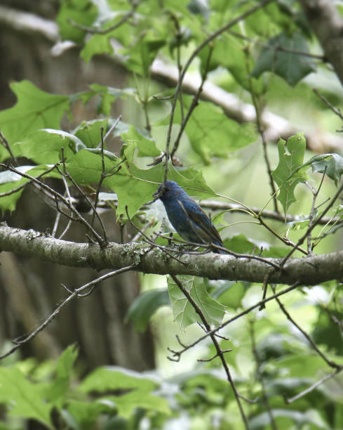 istock Blue Grosbeak (male) peaking out from a leafy tree 1389508025