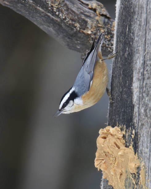 istock Red-breasted Nuthatch (sitta canadensis) feeding some peanut butter smeared on a tree trunk 1389508045