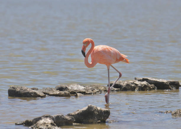 istock American Flamingo (phoenicopterus ruber) feeding in shallow water 1389508062