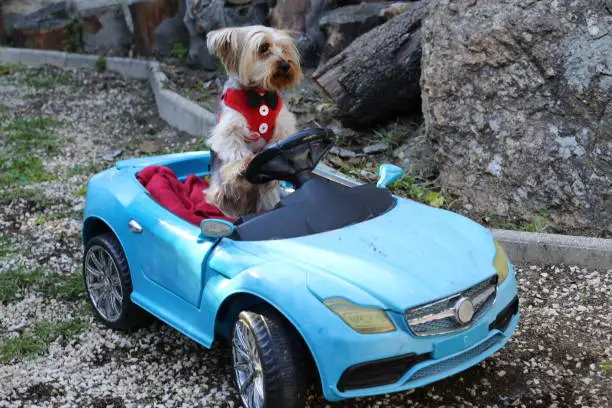 Yorkshire terrier driving convertible sports car.