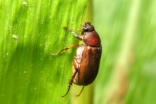 common cockchafer on a corn plant.