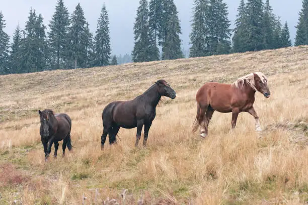 Photo of Three horses graze on a beautiful hillside pasture with trees in the background. Color landscape photo.